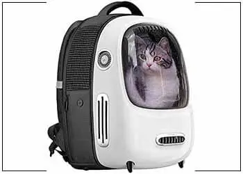 A cat is in a cat bag with a transparent window