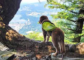 how to backpack with a dog