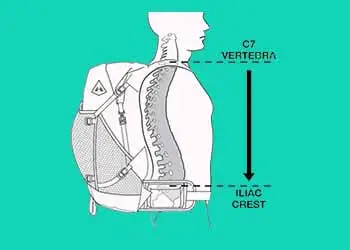 measuring torso length